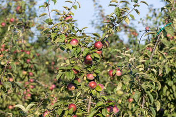 Apple harvest in the apple orchard
