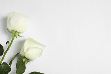 Beautiful roses on white background, flat lay with space for text. Funeral symbol - obrazy, fototapety, plakaty