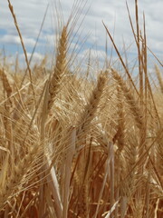 Campo de trigo con el cielo azul de fondo 