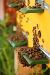 Closeup view of wooden hive with honey bees on sunny day