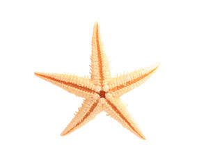 Fototapeta na wymiar Beautiful sea star (starfish) isolated on white