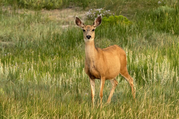 Mule deer (Odocoileus hemionus) in meadow in the early morning; near Centennial, Wyoming