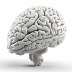 3D illustration of realistic human brain on isolated white background. Generative AI - obrazy, fototapety, plakaty