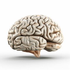 3D illustration of realistic human brain on isolated white background. Generative AI