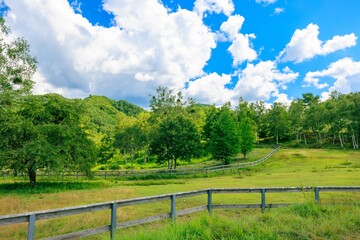 Fototapeta na wymiar のどかな夏の風景：緑の牧場