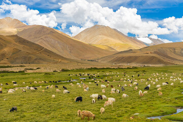 A large Heard of sheep grazing in  the high grasslands of ladakh