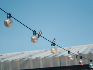 Birds on the power electriclines and the blue sky.