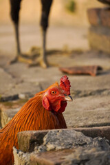 Chicken in the gutter