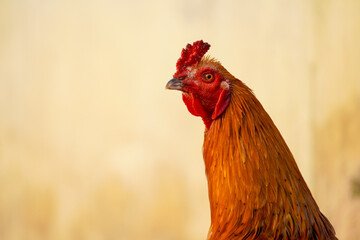 Rooster left eye