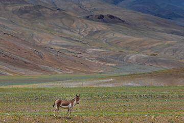 Naklejka premium A lone kiang also known as Tibetan wild ass in the grasslands of Ladakh, India 