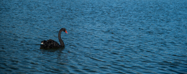 Black swan swimming in blue lagoon
