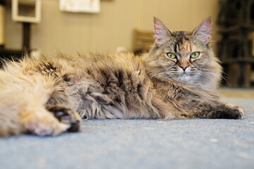 猫,ネコ,ねこ,かわいい,目,猫科,サイベリアン