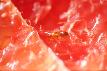 Red ant on dried grapefruit slice
