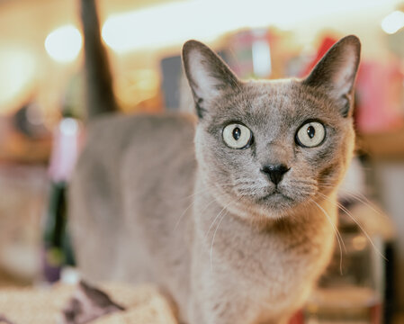 vue sur un chat &agrave; poil court gris qui regarde la cam&eacute;ra avec des grands yeux jaunes