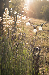 summer country garden and field in morning light with fairy lights on a wire fence vertical