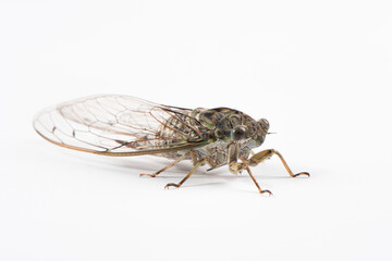 green cicada isolated on white background