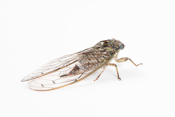 green cicada isolated on white background