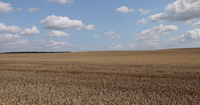 a field with golden spikelets of ripe wheat in the summer, a field with a mature harvest of cereals before harvesting