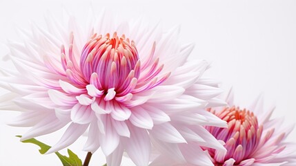 pink dahlia flower