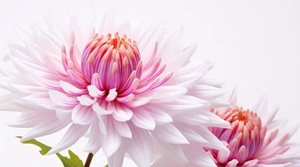 Türaufkleber pink dahlia flower © Anything Design