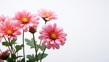 pink gerber flowers