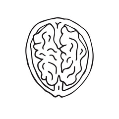 Vector hand drawn doodle sketch Walnut nut isolated on white background