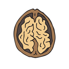 Vector hand drawn doodle sketch colored Walnut nut isolated on white background