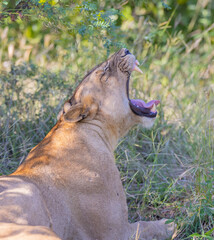 Naklejka na ściany i meble Close up of Lioness yawning in natural savanna grassland habitat in South Luangwa National Park, Zambia 