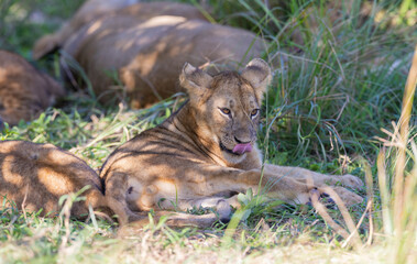 Lion cubs resting in natural African bush land habitat