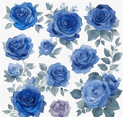 Blue roses 