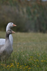 ducks searching for food