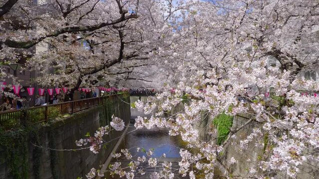 spring in Tokyo, cherry blossoms in full bloom. Cherry blossoms and a bridge on Meguro River. Hanami festival in Japan