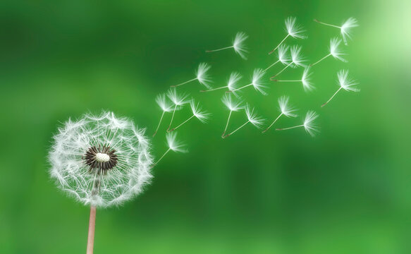 dandelion