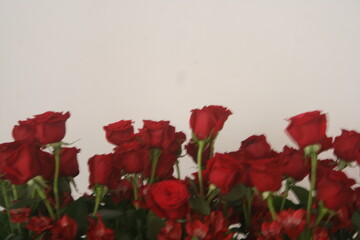 Beautiful red roses isolated. background for your projects