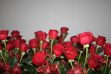 Beautiful red roses isolated. background for your projects