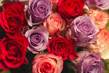 Bouquet for lover concept. Red, purple and light pink roses. Close up. Indoor shot