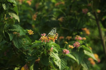 Jezebel Delias eucharis butterfly Lantana flower