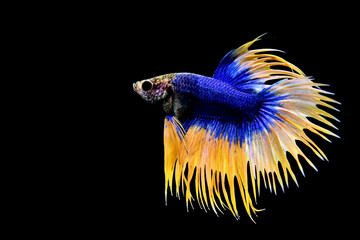 Multi Color Betta fish Halfmoon and Crowntails from Thailand or Siamese fighting fish isolated in Black Background