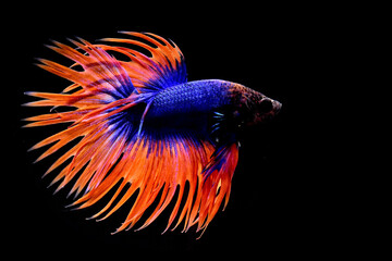 Obraz premium Multi Color Betta fish Halfmoon and Crowntails from Thailand or Siamese fighting fish isolated in Black Background