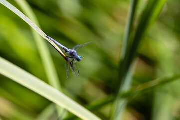 Closeup a dragonfly over a pond 