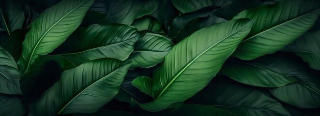 Fototapeta premium Abstract green leaf texture with nature background, tropical leaf. 