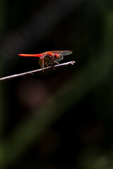 Closeup a dragonfly over a pond 