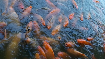 The beautiful red goldfish swimming in the pond