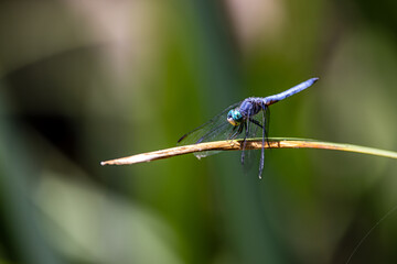 Closeup a dragonfly over a pond 
