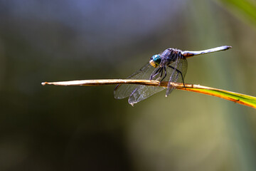 Closeup a dragonfly over a pond 