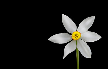 white narcissus flower