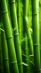 Fototapeta premium The Green Bamboo Forest. A Place of Peace and Tranquility. AI Generative