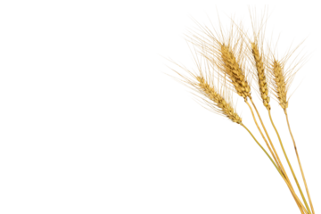 Wheat ears with stem
