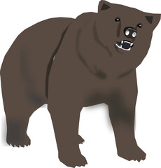 illustration of a bear