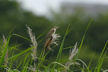 bird on the grass